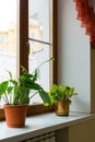 Two potted flower stand on windowsill