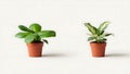 Two potted houseplants with different leaf patterns displayed side by side Royalty Free Stock Photo