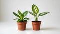 Two potted houseplants with different leaf patterns on light neutral background Royalty Free Stock Photo