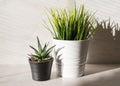 Two potted plant cactus and artificial grass