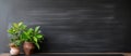 two potted plants are sitting on a table in front of a blackboard