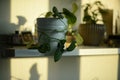 two potted plants on white shelf