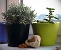 Two potted plants on window sill with various objects