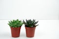 potted small succulents on a white table against white wall copy space