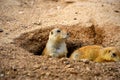 Two Prairie Dogs Royalty Free Stock Photo