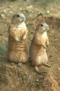 Two prairie dogs Royalty Free Stock Photo