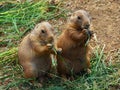 Two prairie dogs Royalty Free Stock Photo