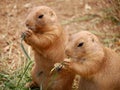 Two prairie dogs Royalty Free Stock Photo