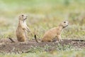 Two prairie dogs on alert