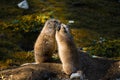 Two Prairie Dogs cuddling and kissing each other. Wildlife Concept. Cynomys ludovicianus Royalty Free Stock Photo