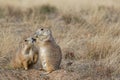 Two Prairie dogs discussing Royalty Free Stock Photo