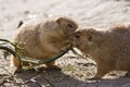 Two prairie dogs eating branch Royalty Free Stock Photo