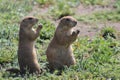 Two Prairie dogs Royalty Free Stock Photo