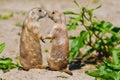 Two prairie dogs give each other a kiss Royalty Free Stock Photo