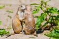 Two prairie dogs give each other a kiss Royalty Free Stock Photo