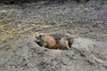 Two prairie dogs in hole Royalty Free Stock Photo
