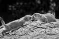 Two prairie dogs kissing each other Royalty Free Stock Photo