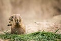 Two prairie dogs, small rodent, eating Royalty Free Stock Photo