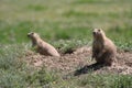 Two Prairie dogs standing up Royalty Free Stock Photo