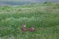 Two Barking Prairie Dogs