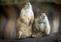 Two Prairie dogs at a zoo Royalty Free Stock Photo