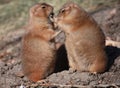 Two prairie dogs in a zoo. Royalty Free Stock Photo