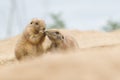 Two prairie dogs, one eating Royalty Free Stock Photo