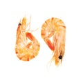 Two prawns Royalty Free Stock Photo