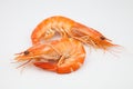 Two prawns Royalty Free Stock Photo