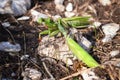 Two praying mantises are fighting a death struggle. Royalty Free Stock Photo