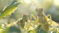 Two praying mantises are sitting on a leafy plant, AI Royalty Free Stock Photo