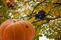 Two predatory spiders produce a joint hunt for a fly sitting on an orange pumpkin Royalty Free Stock Photo