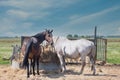 Two pregnant mares are eating hay in the pasture. A brown and a white horse. Nice blue sky Royalty Free Stock Photo