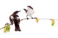 Two pretty birds on beautiful spring twig Royalty Free Stock Photo