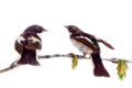 Two pretty birds on beautiful spring twig