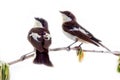 Two pretty birds on beautiful spring twig Royalty Free Stock Photo