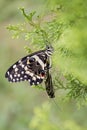 Two pretty butterflies in a morpankhi, thuja compacta plant Royalty Free Stock Photo