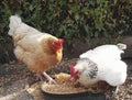 Two pretty hens eating seeds in a cup