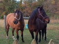 Two pretty horses in Autumn