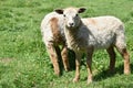 Two pretty lambs on pasture Royalty Free Stock Photo