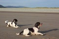 Two pretty liver and white working type english springer spaniel pet gundogs on a sandy beach Royalty Free Stock Photo