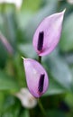 Two Pretty Purple Anthuriums with misty green background