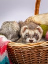 Two ferrets sitting in a basket