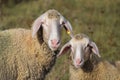 Sheep with Burdock Royalty Free Stock Photo