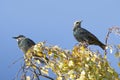 Two pretty star birds, sturnus vulgaris, sitting on the twigs of a birch