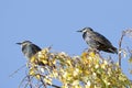 Two pretty star birds, sturnus vulgaris, sitting on the twigs of a birch