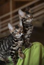 Two pretty striped curious kittens