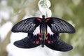 Two pretty swallowtailed butterflies mating