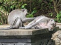 Two primates perched atop cement pedestals in a serene, wooded outdoor setting