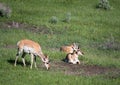 Two Pronghorn Antelope Bucks Resting with Another Grazing on Grass Royalty Free Stock Photo